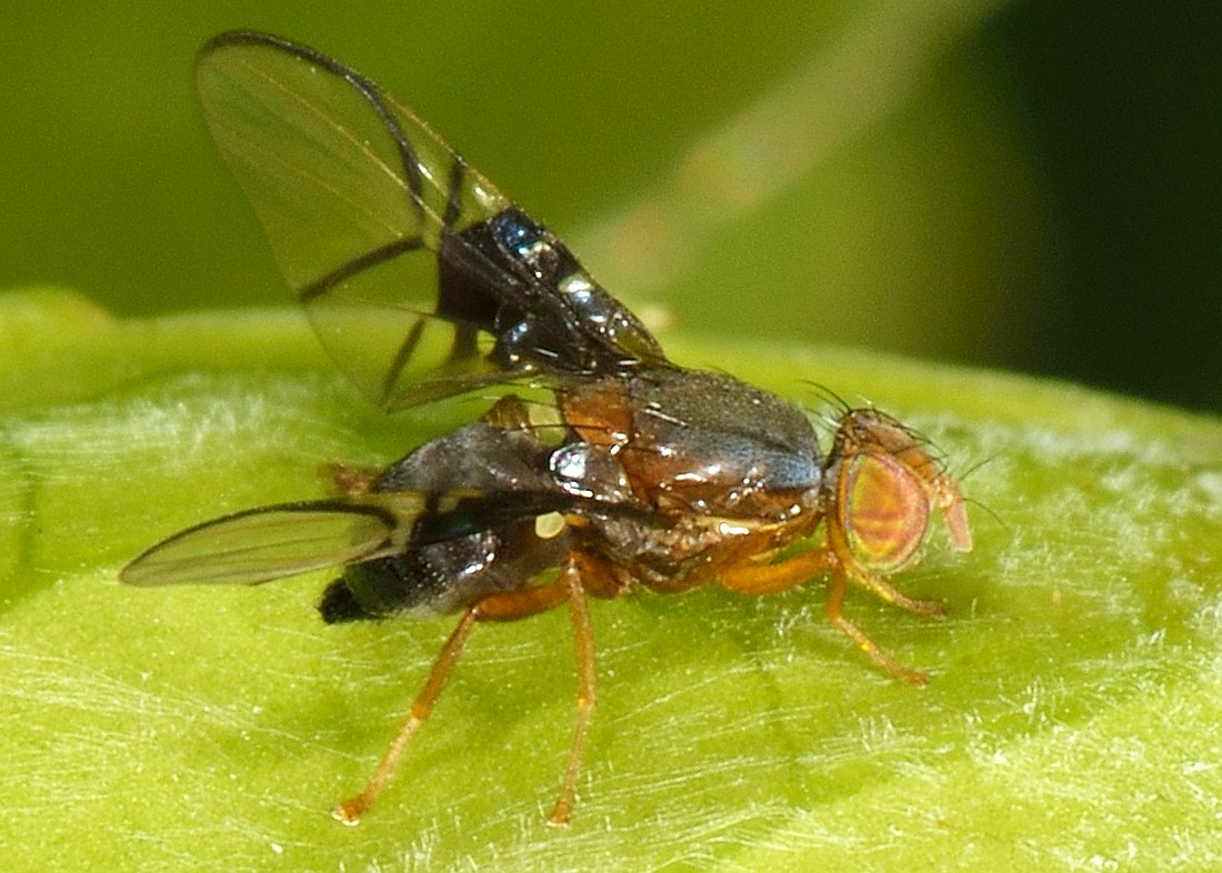 Anomoia purmunda